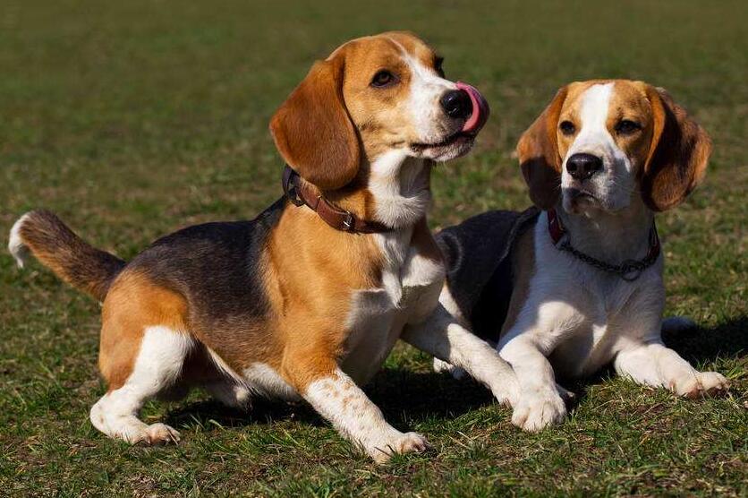 十大服从性最好的狗狗,狗狗中最乖的狗是哪一种