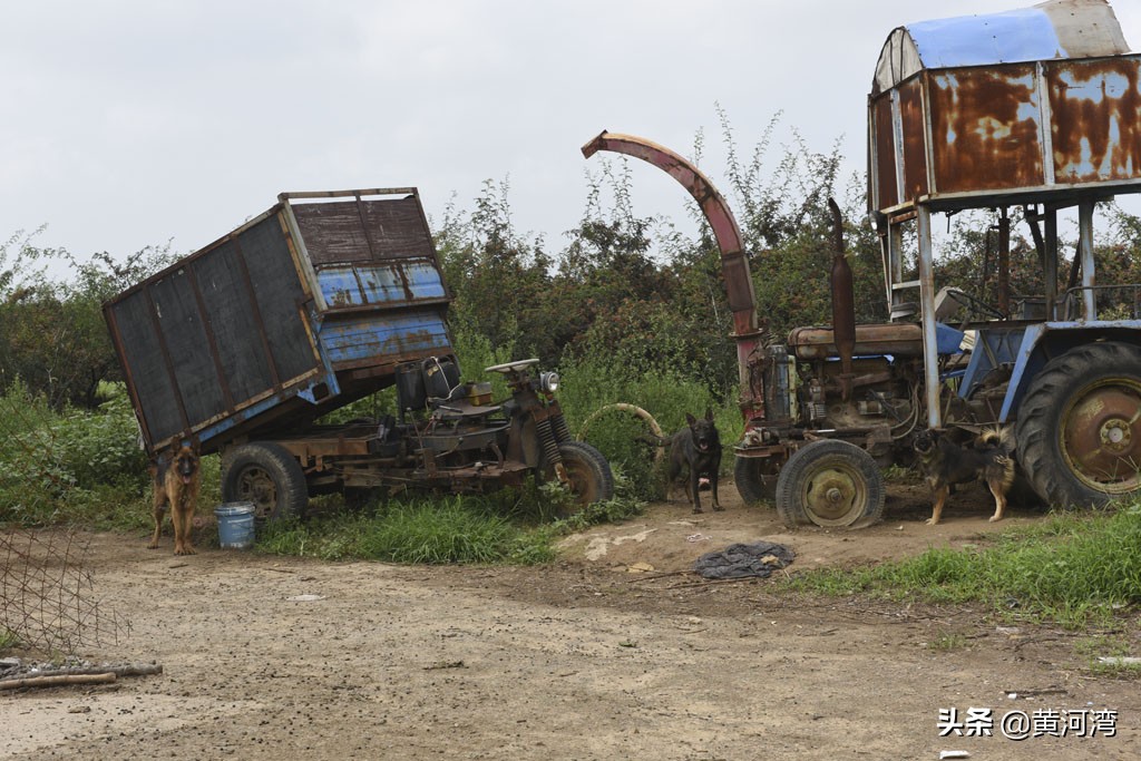 山西农民,村外养羊,东德西德牧羊犬放羊,年卖10多万元