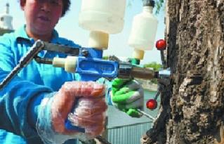 为了替你出气,我们给讨厌的杨柳絮来个“以暴制暴”