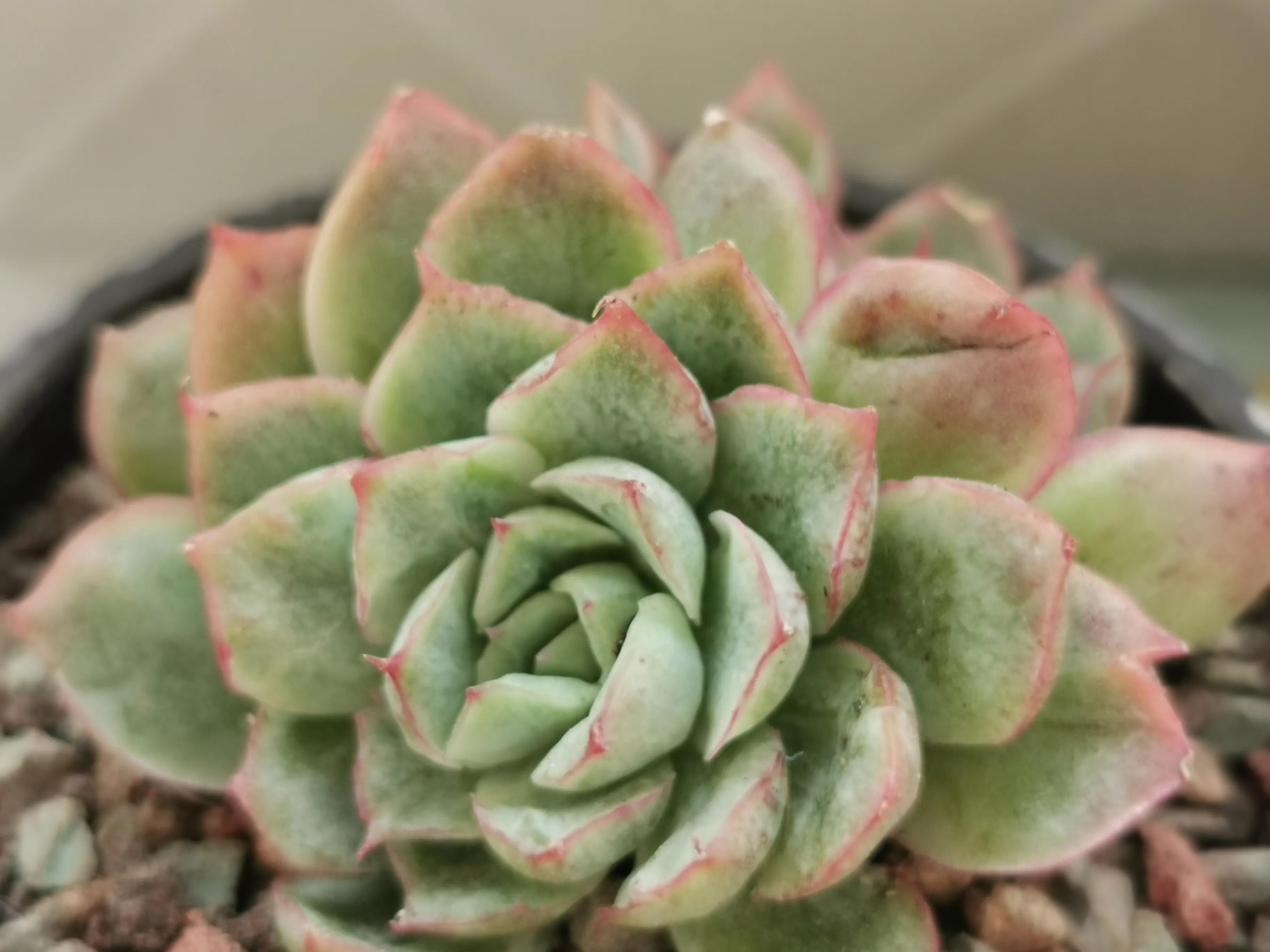 多肉品种大全大集合,多肉35元一盆图片