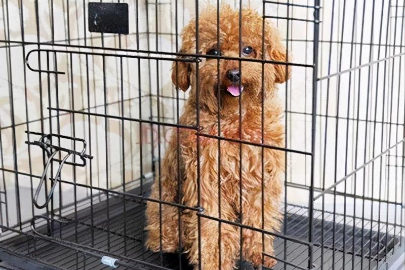 贵宾犬不爱吃狗粮怎么办,贵宾犬不听话怎么办