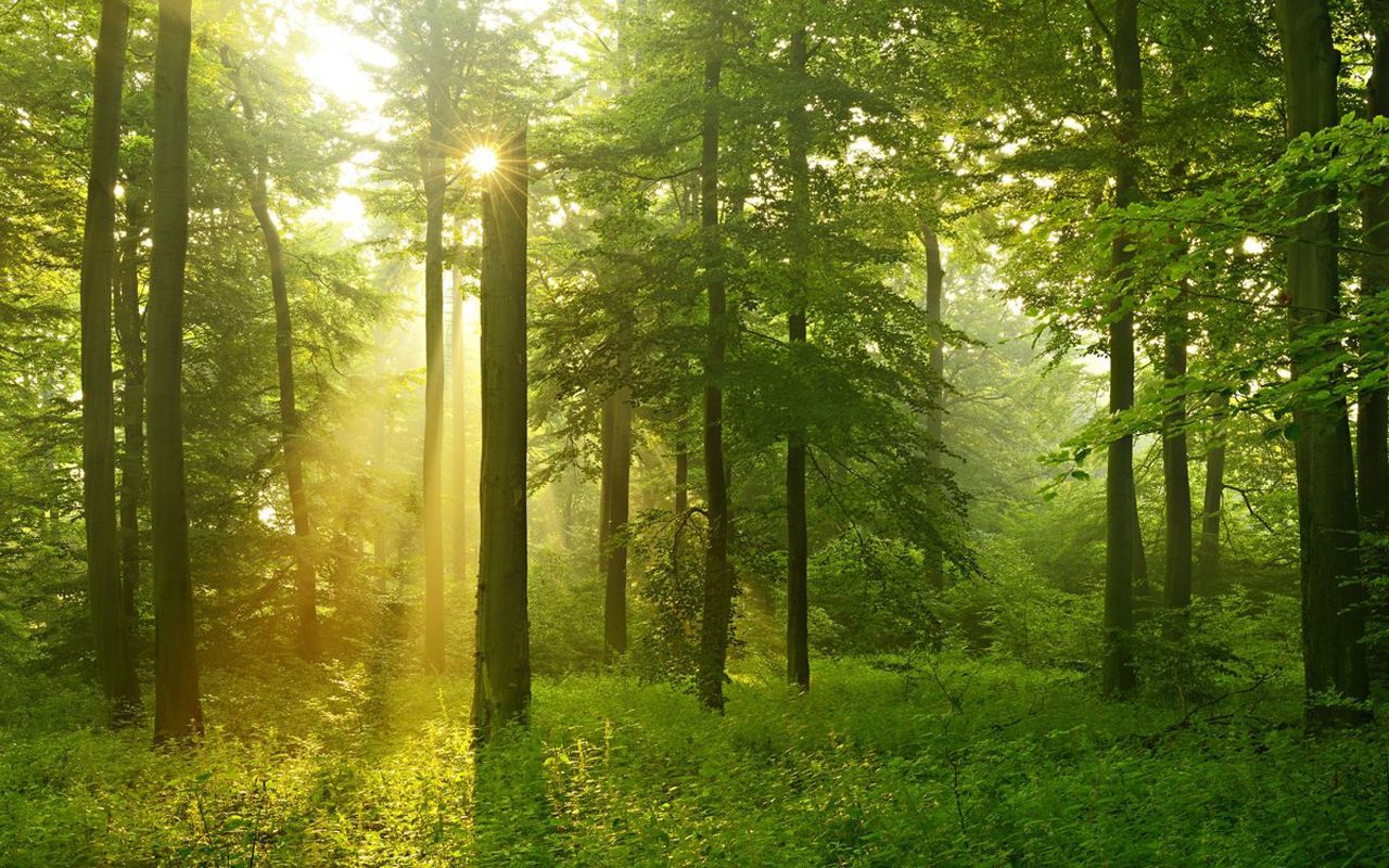 杜甫的五言律诗十首好背,杜甫最有名的十首诗春晓