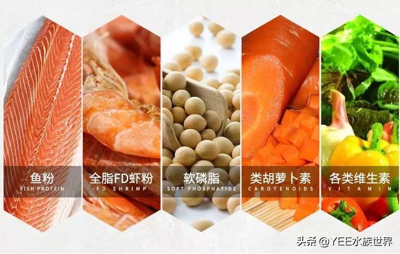 鱼平时喂饲料吃什么改善,鱼不喂饲料喂什么好养