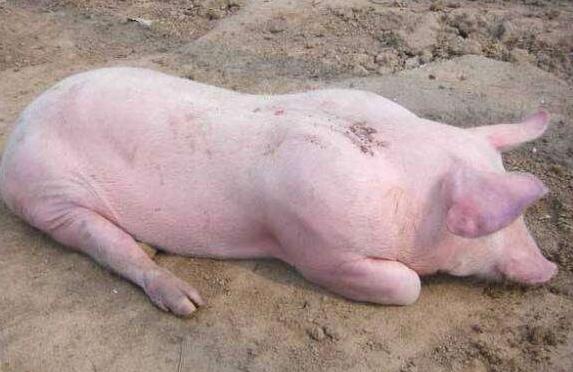 小猪脚趾甲肿怎么治疗,小猪口腔溃疡图片