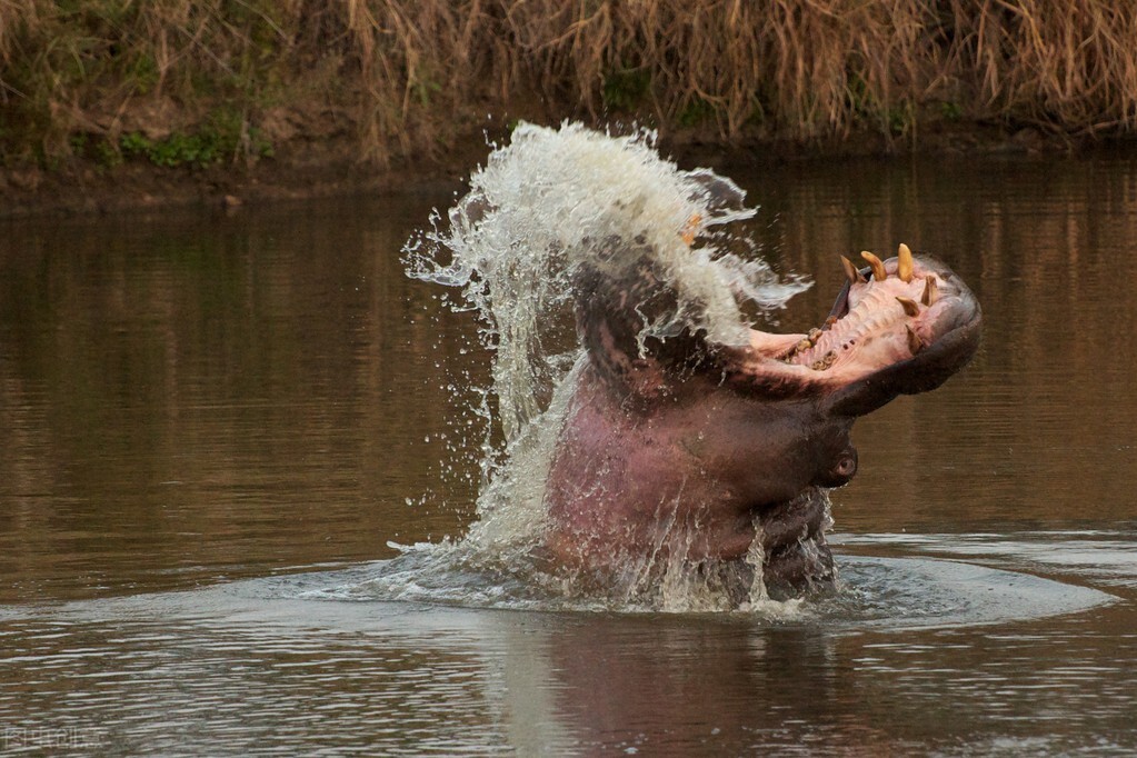 河马攻击狮子和鳄鱼,鳄鱼单挑河马被秒杀