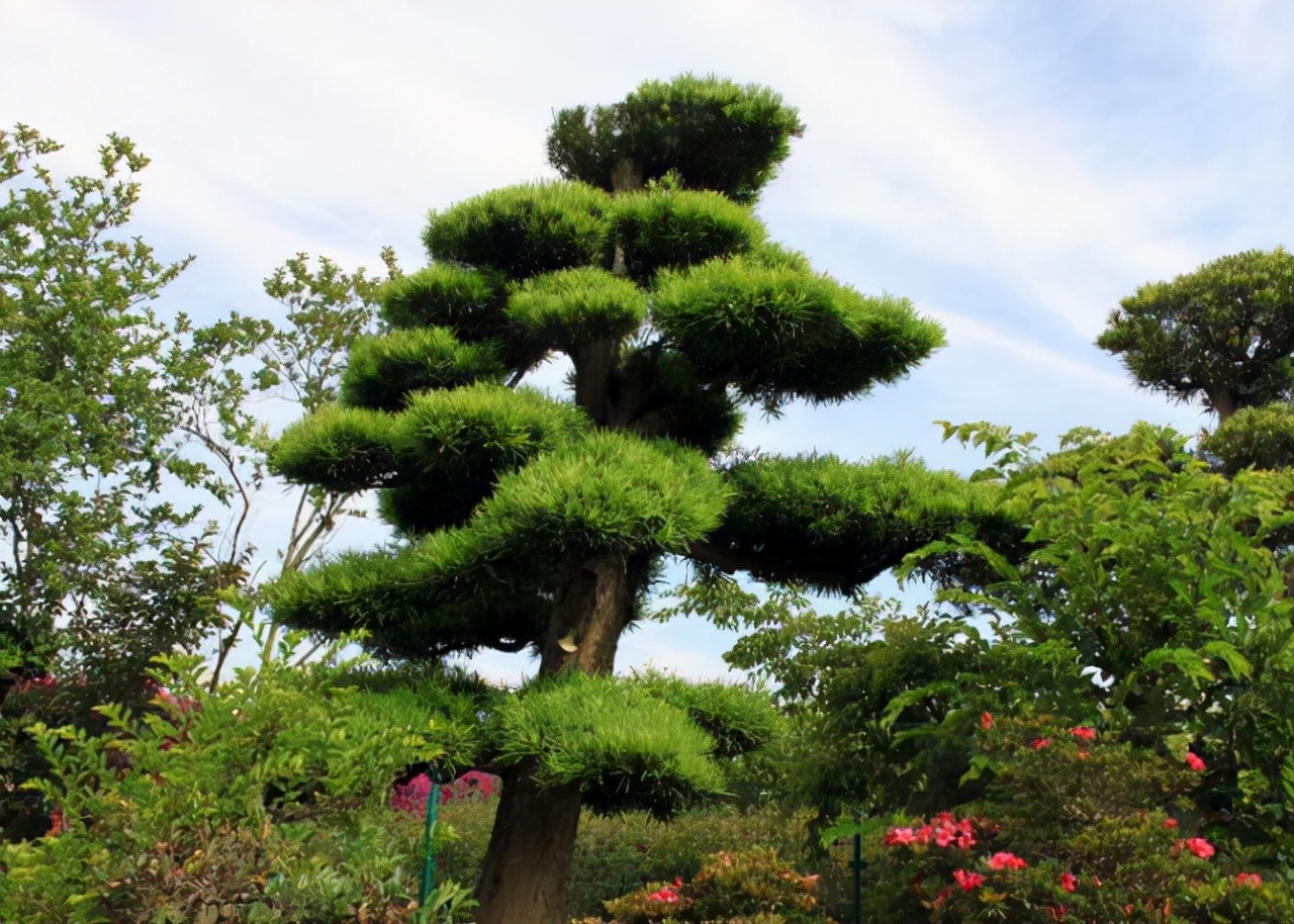罗汉松生物学特性,罗汉松的生长特性