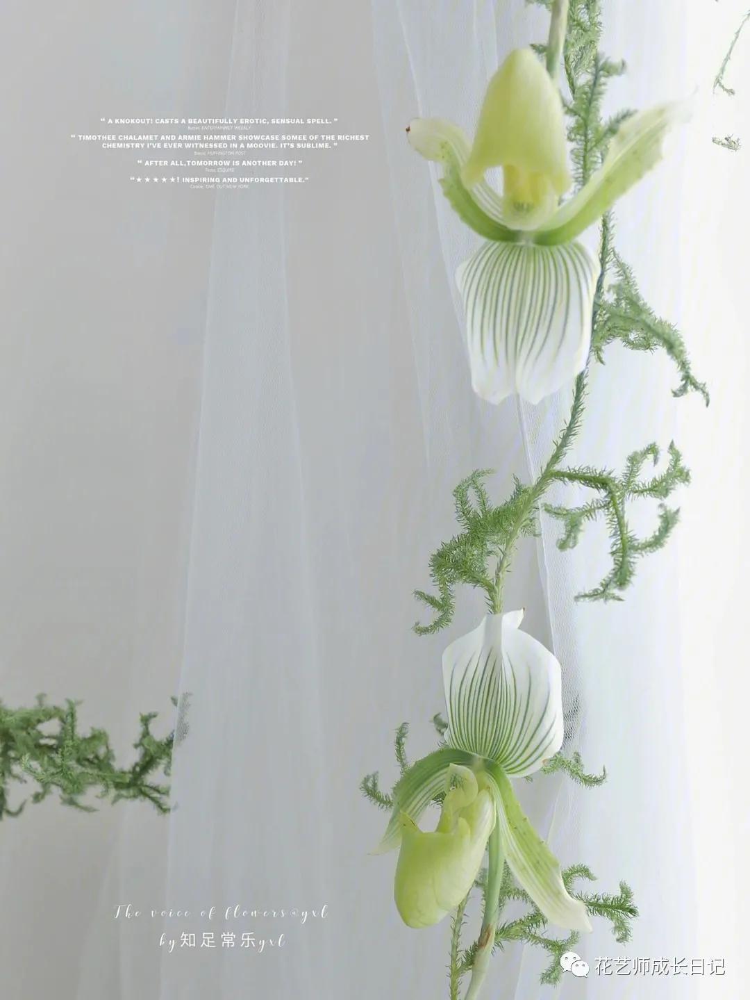 最名贵十种兰花兜兰,每日一花石竹花