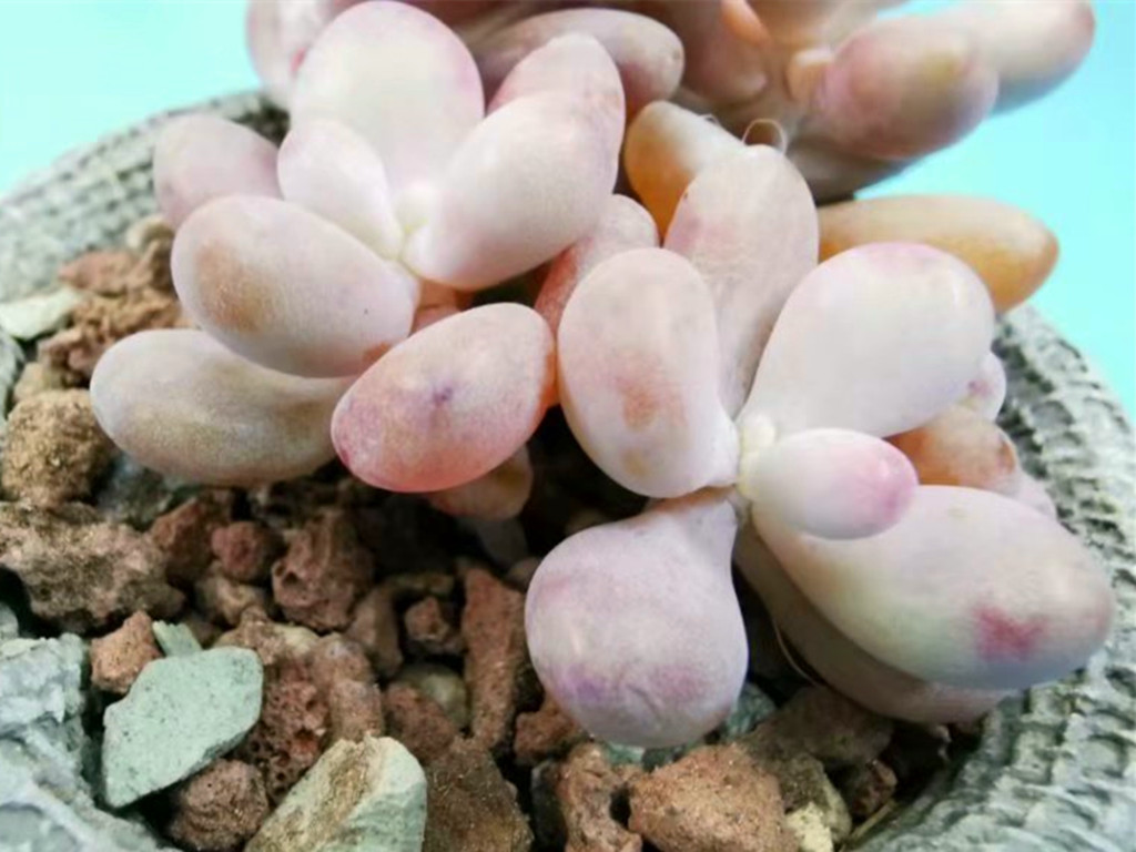 十里桃林是梦，桃蛋养护过程中问题不断才是“真相”，要这样解决