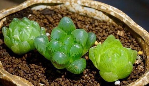 多肉玉露烂根怎么办,多肉玉露的处理方法