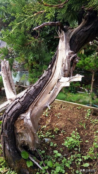 盆景干枯舍利制作,舍利干桩盆景图片