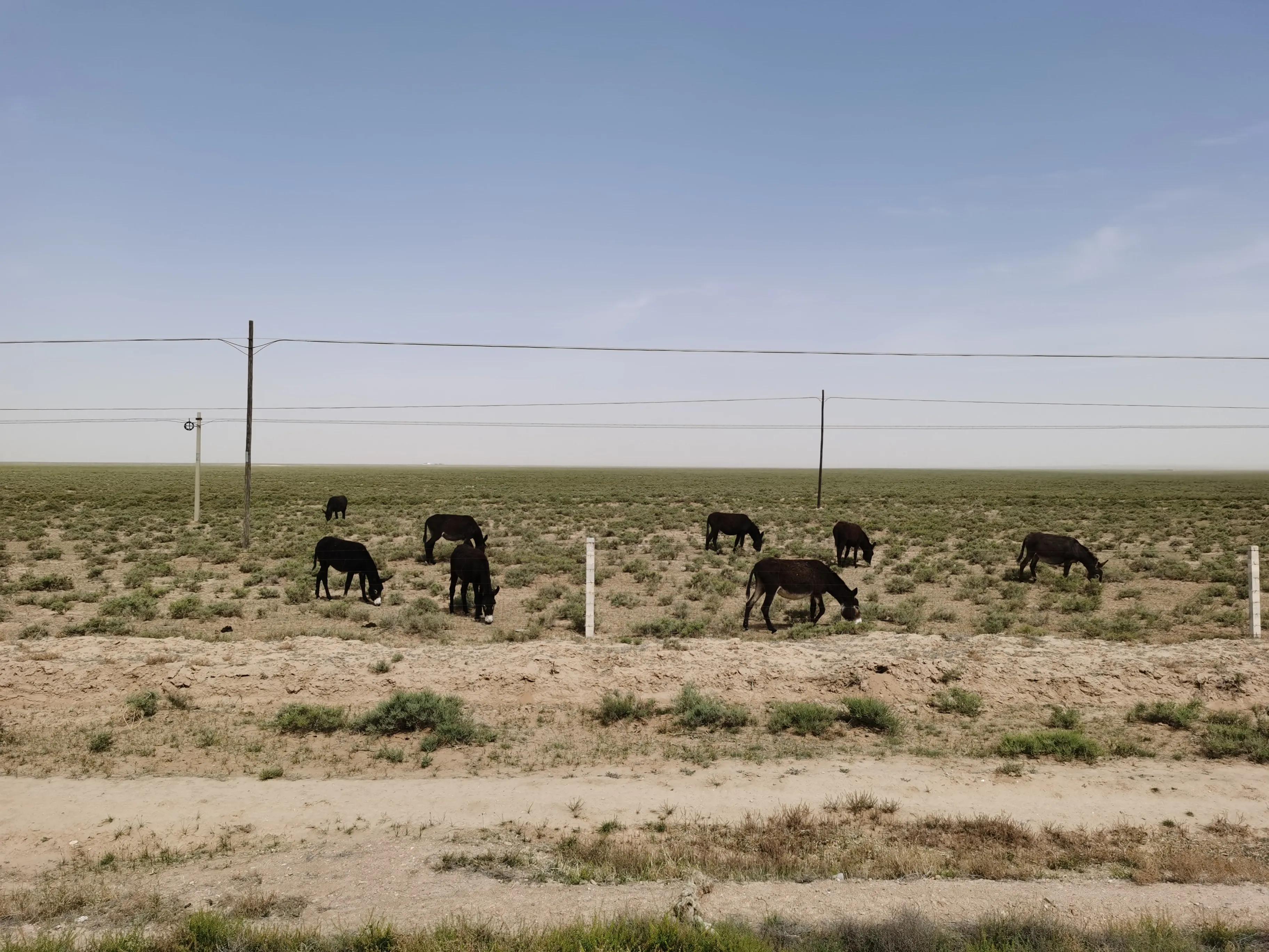 腾格里沙漠和沙坡头项目哪里划算,宁夏银川腾格里沙漠中卫沙坡头