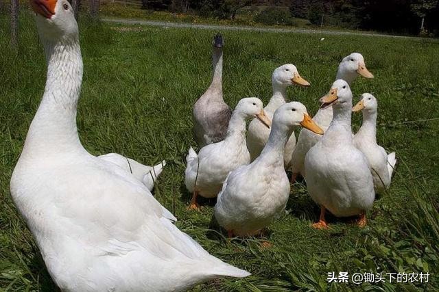 刚孵出来小鹅怎么养详细教程,养鹅孵化场地怎么建设