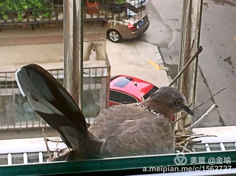 四只小鸟的故事视频,四只白鸟的故事