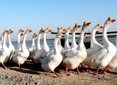 鹅副粘病毒病与浆膜炎区别,养鹅如何减少肉鹅病毒