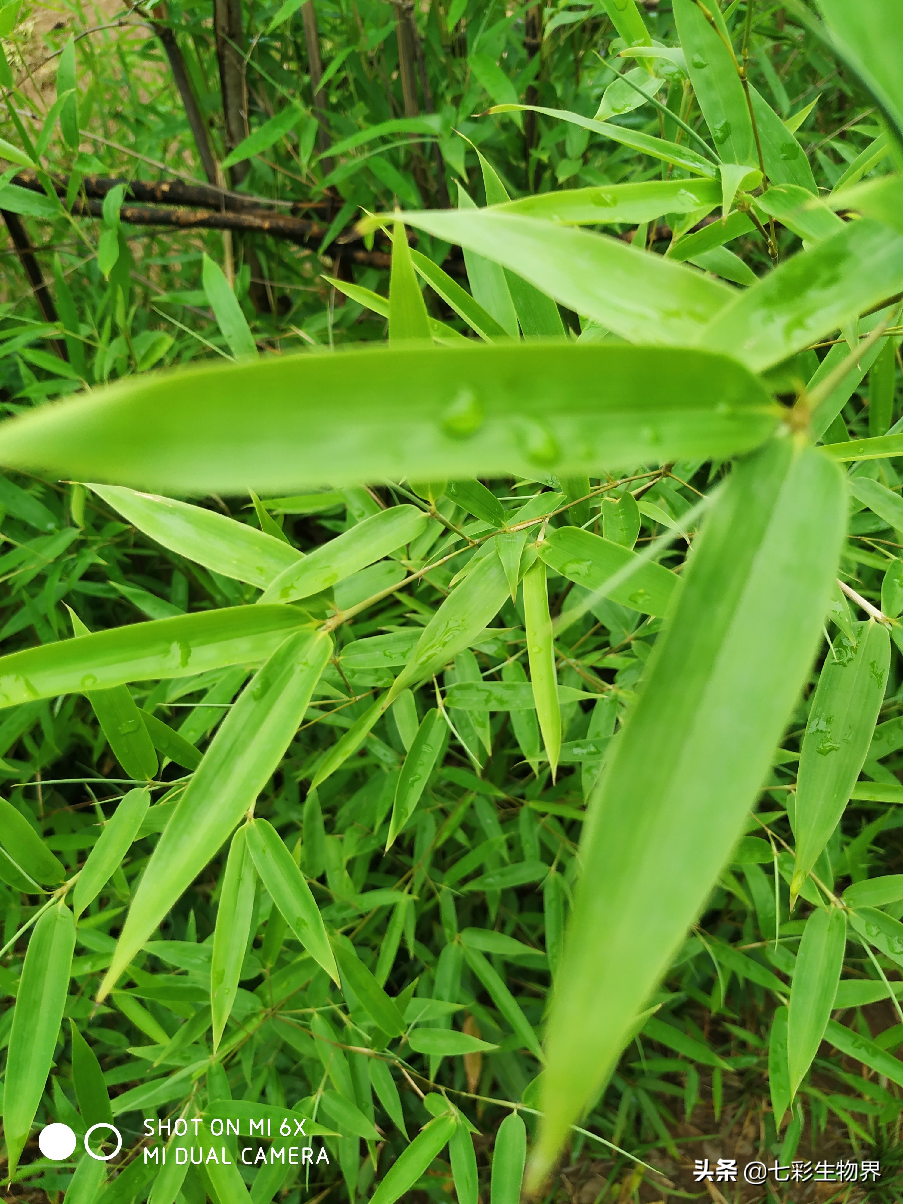 清热解暑就喝竹叶薄荷茶,竹叶茶可以去火去湿嘛