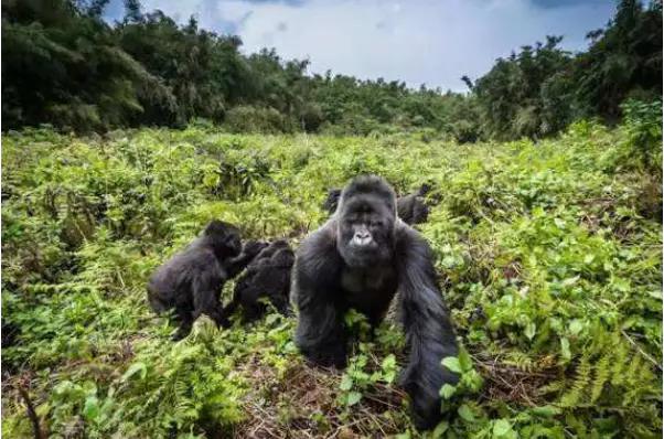 世界上最便宜的公园门票,世界上最便宜的公园多少钱