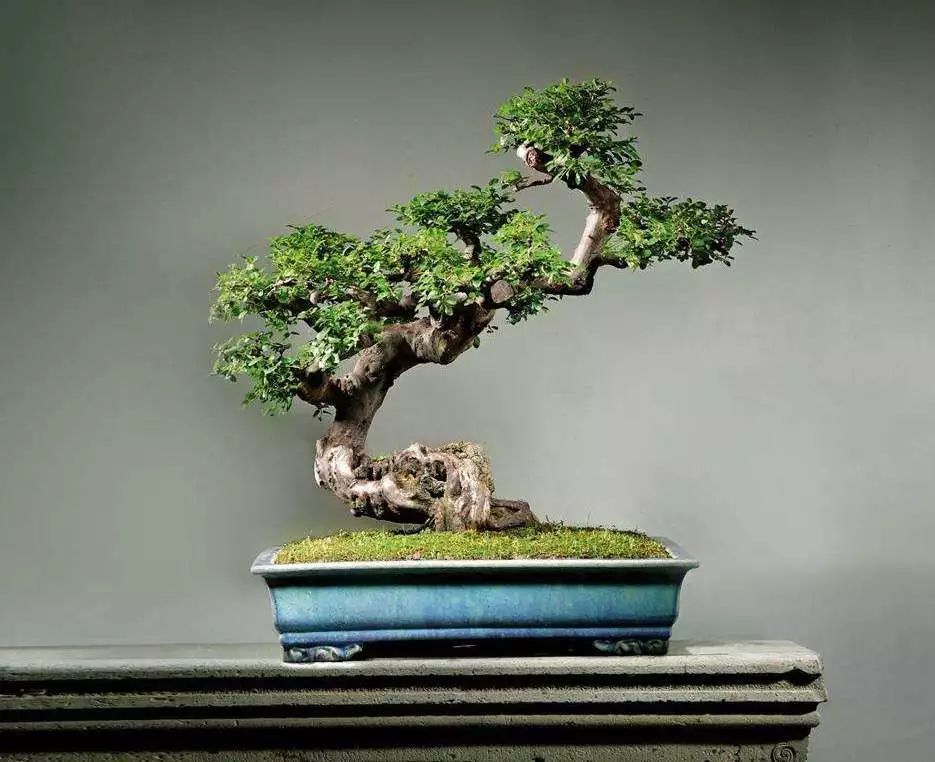 雀梅的习性,雀梅怎样认识