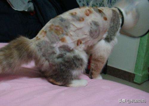 怎样让调皮的猫咪变得听话,如何让家猫变乖