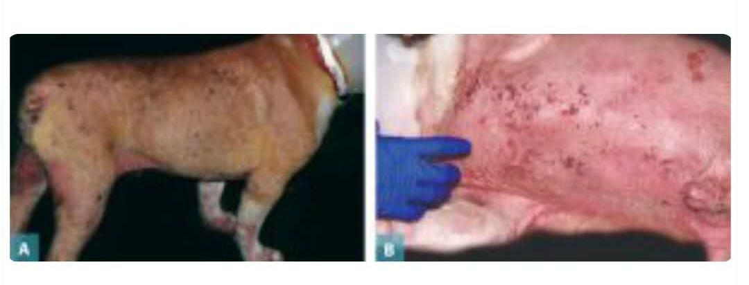 犬异位性皮炎皮肤变色,犬异位性皮炎图片