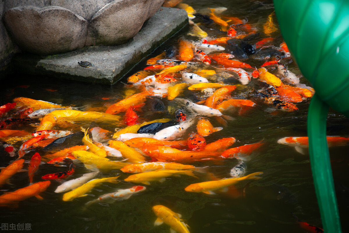 锦鲤鱼池用什么过滤最好呢,全自动过滤系统锦鲤鱼池施工方案