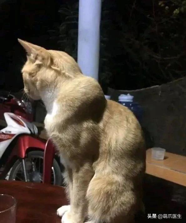 猫拉完屎还满屋疯跑？铲屎官：想当场自杀