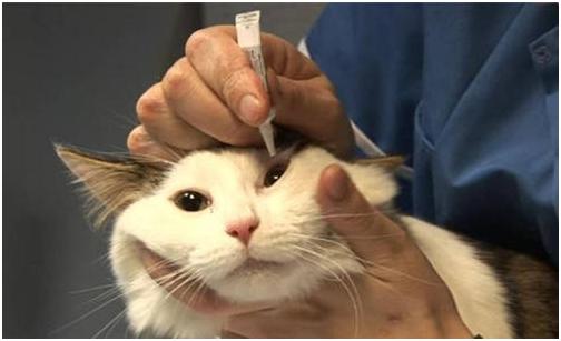 养猫家里常备药品,养猫必备的10种药