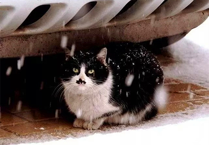 救助流浪猫不让刷礼物,救助流浪猫但是猫猫不动