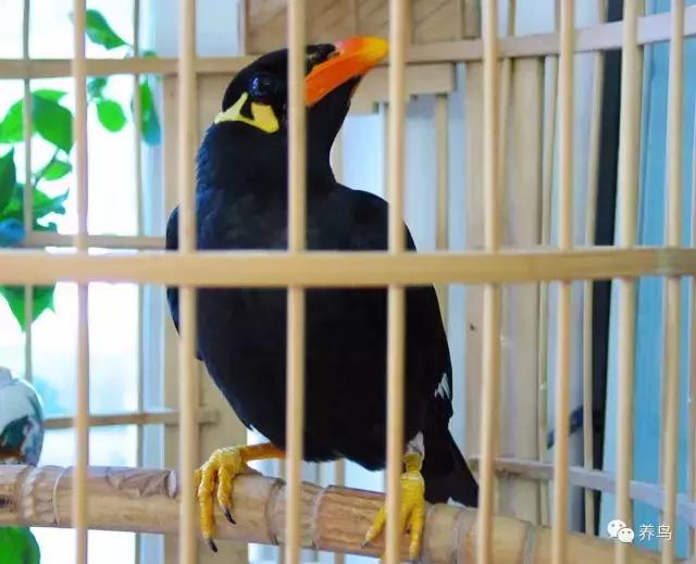 为什么要养鹦鹉,为什么要养八哥