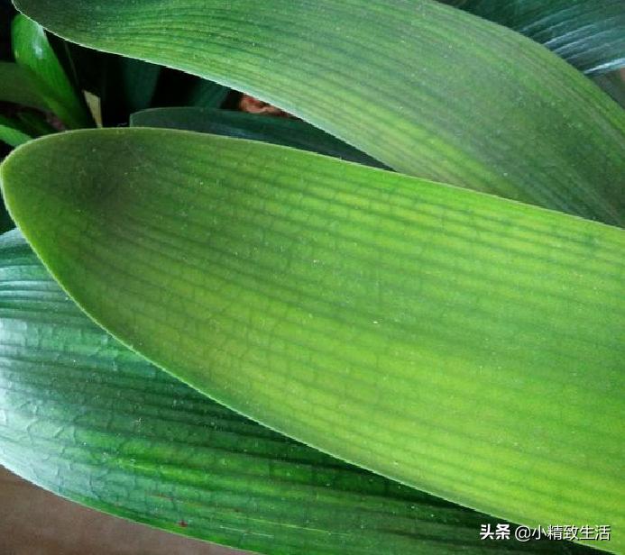 君子兰叶片变红了怎么回事,君子兰叶子出现黄点