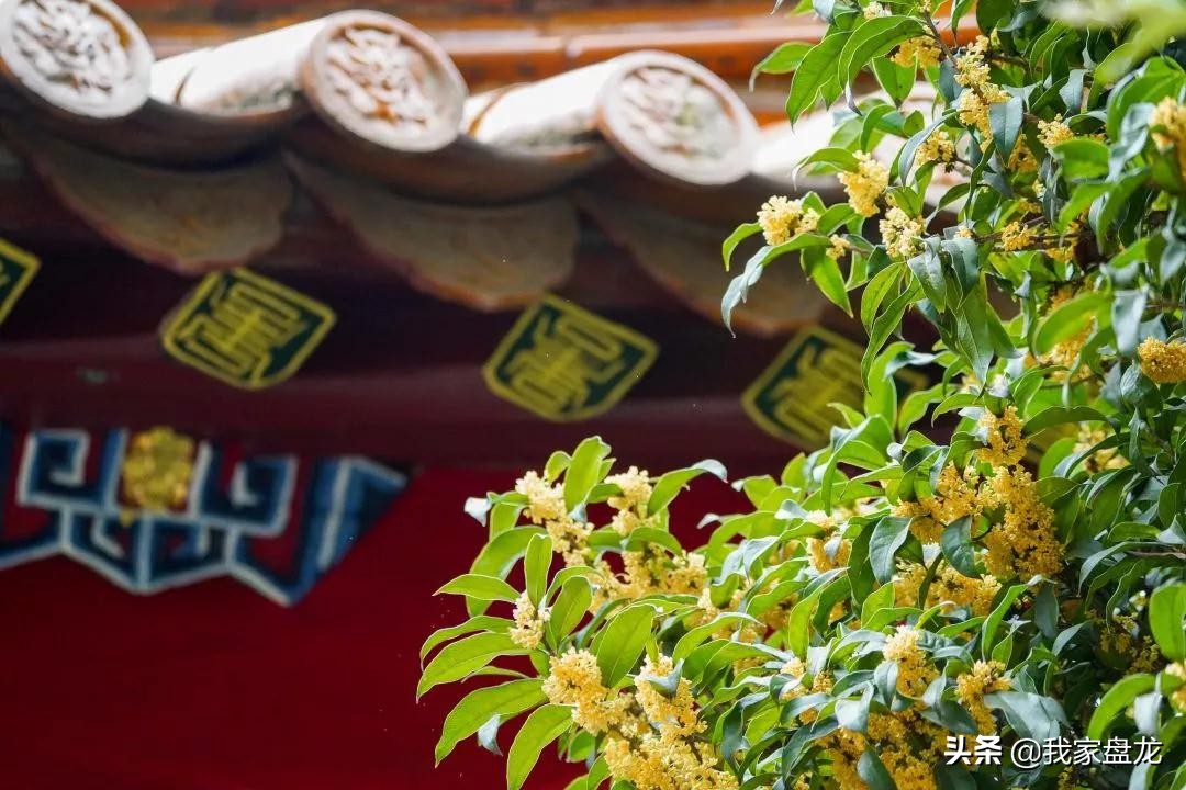 在盘龙的桂花香里，亲吻这个秋天|黑龙潭公园美图大赏