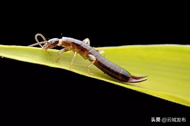 @云浮人虫出没，请注意！