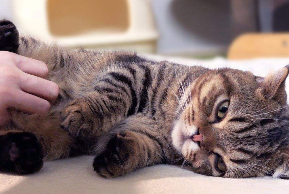 猫耳朵发热是什么原因,猫耳朵发热是怎么回事啊