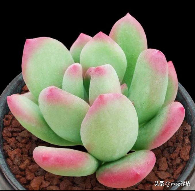 如何把多肉养得胖胖的,怎么能把多肉养得胖胖的