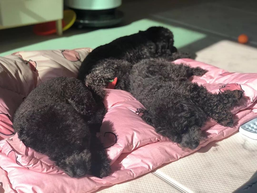 养了这么多狗狗老了都送哪去了,养了这么多年的狗都会心疼