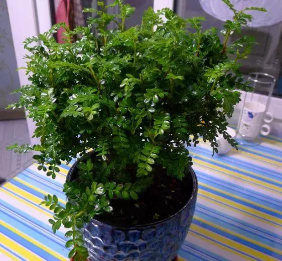 这3种植物别再花钱买了,这三种花别花钱买