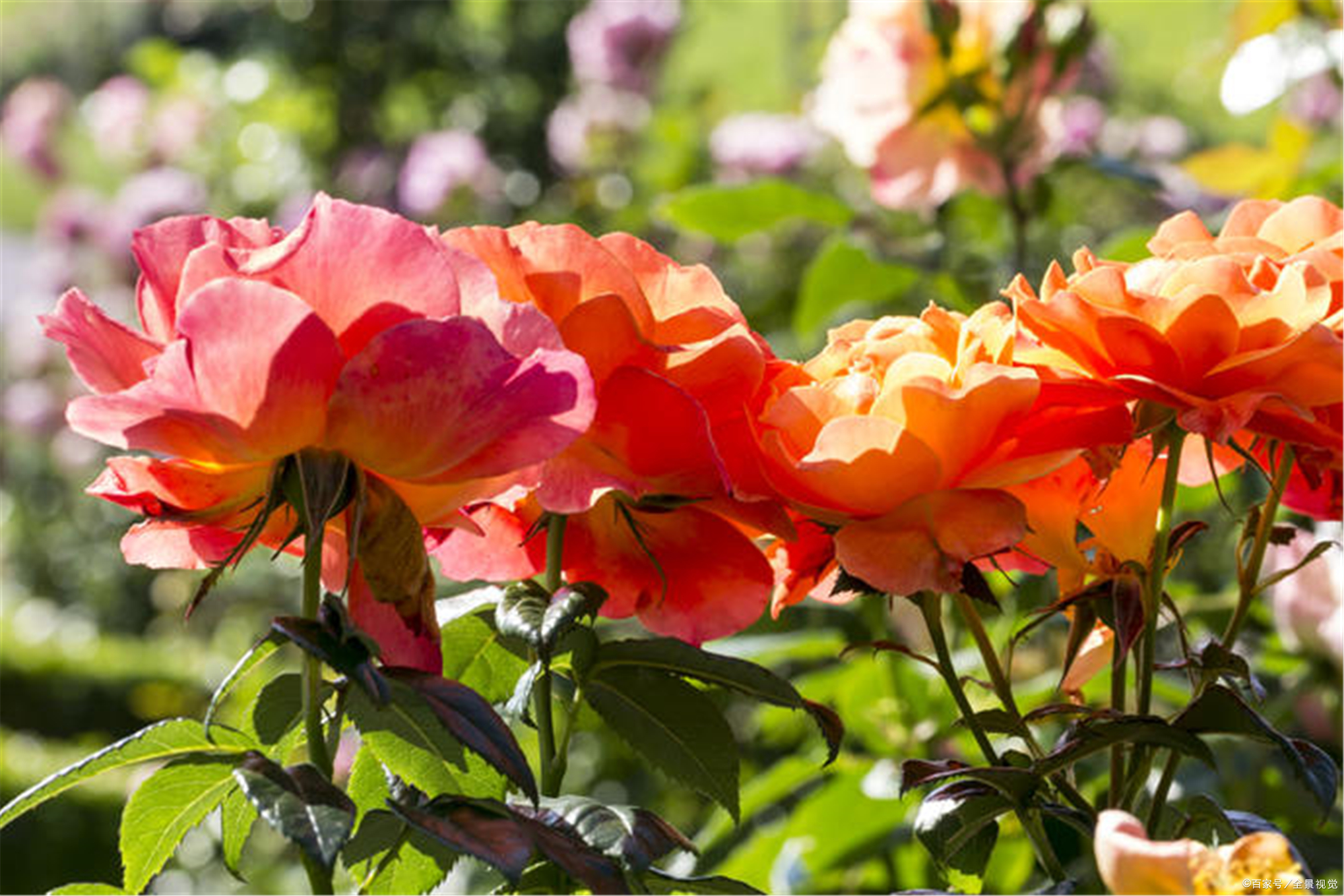 月季如何促根壮苗,如何让月季花枝繁叶茂