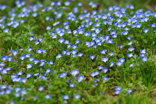 钃濈传鑹茬殑鑺辨湁鍑犵,10绉嶈秴缇庣殑娴呯传鑹茶姳
