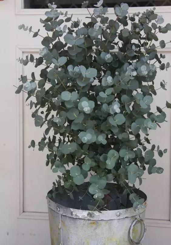 屋里烟味大养什么植物,家里最忌讳养的植物