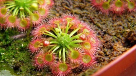 关于食虫植物的冷知识,哪种食虫植物效果好