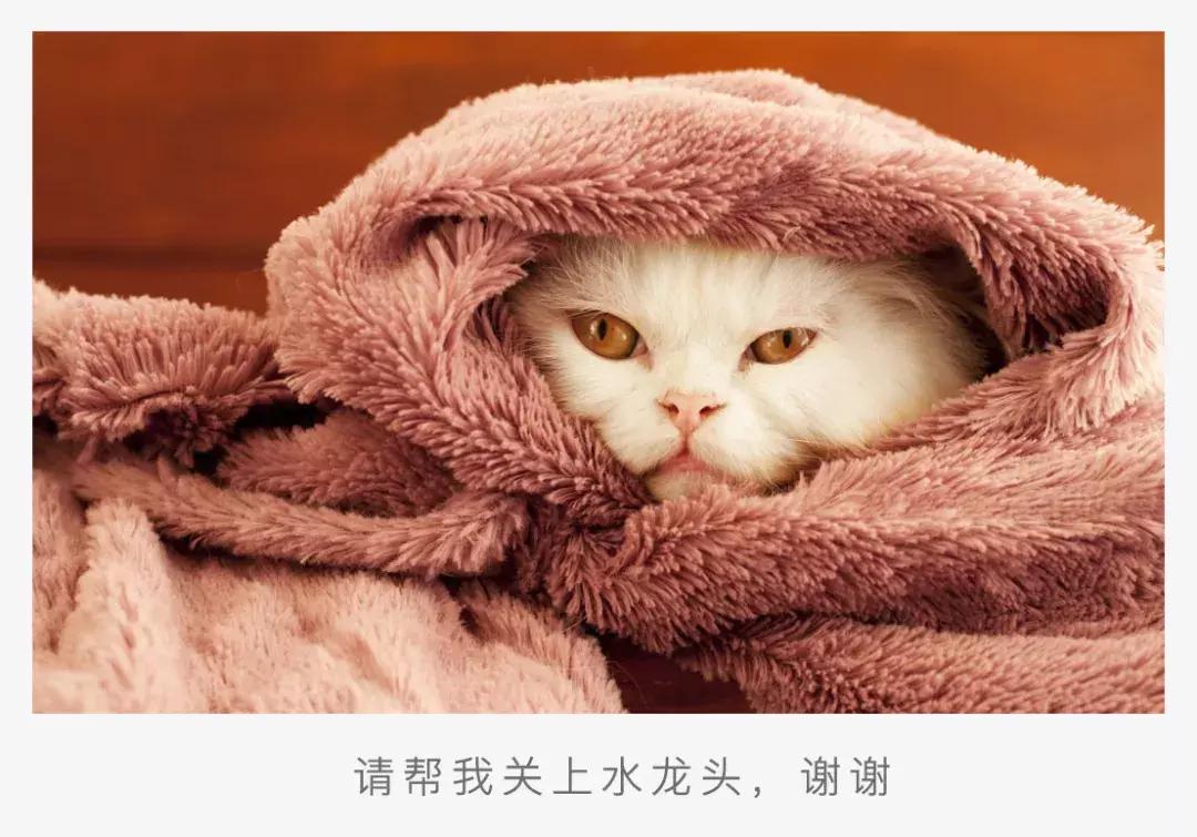 猫咪一直流口水叫声嘶哑,猫咪一直流口水是因为什么