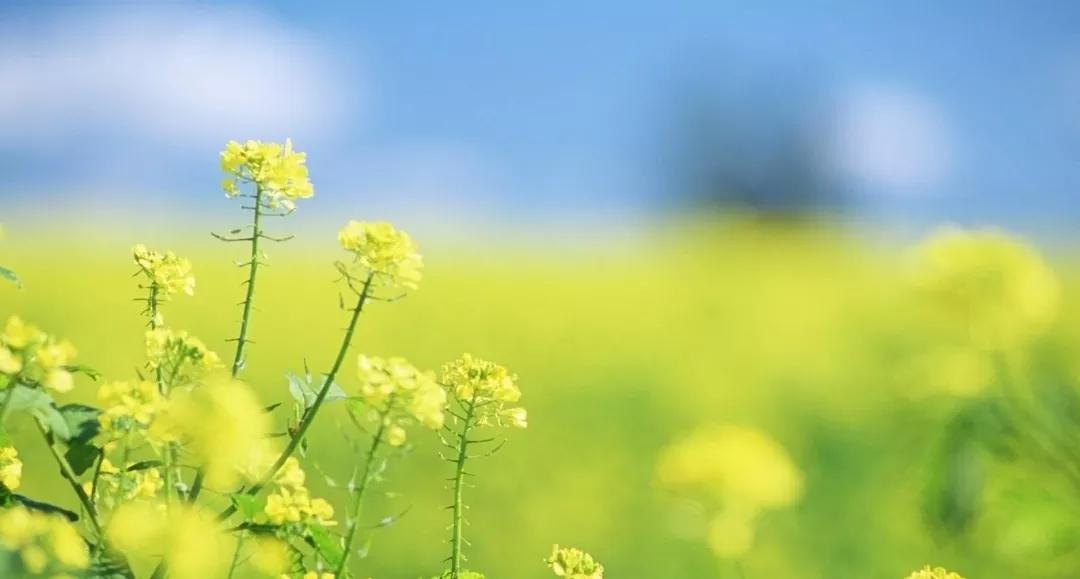 乌鸦病是什么病,为什么说乌鸦嘴是不好的征兆