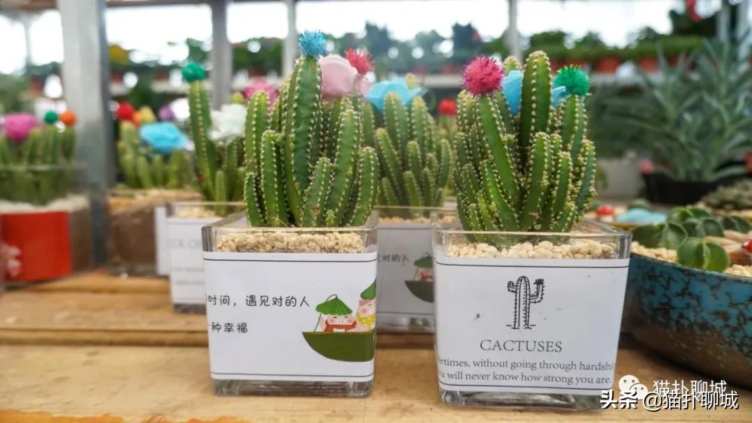 聊城最便宜的花卉批发,聊城附近的花卉市场