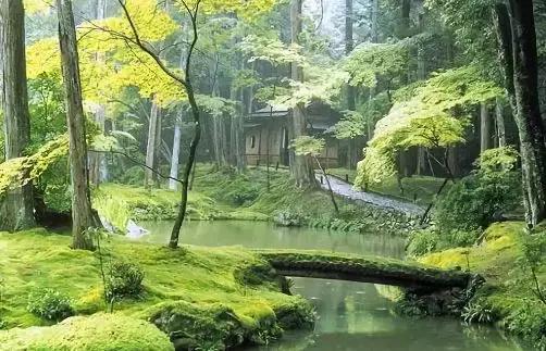 禅意庭院一定要用苔藓吗,禅意苔藓微景观制作视频