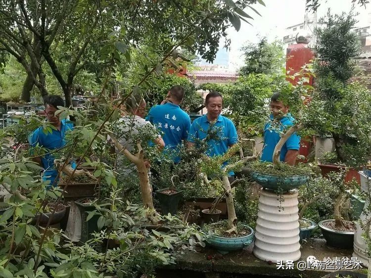 广东的盆景有哪些,适合广东玩的盆景