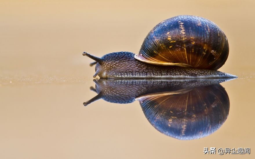 最漂亮的蜗牛图片,100幅蜗牛图片