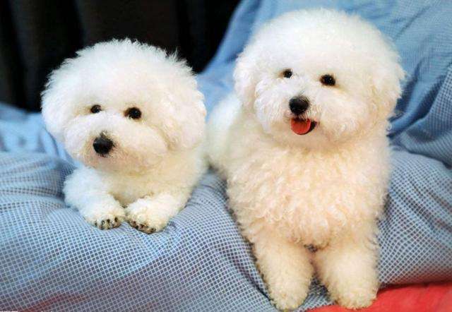 养狗需要注意什么事项比熊,新手养狗适合养比熊吗