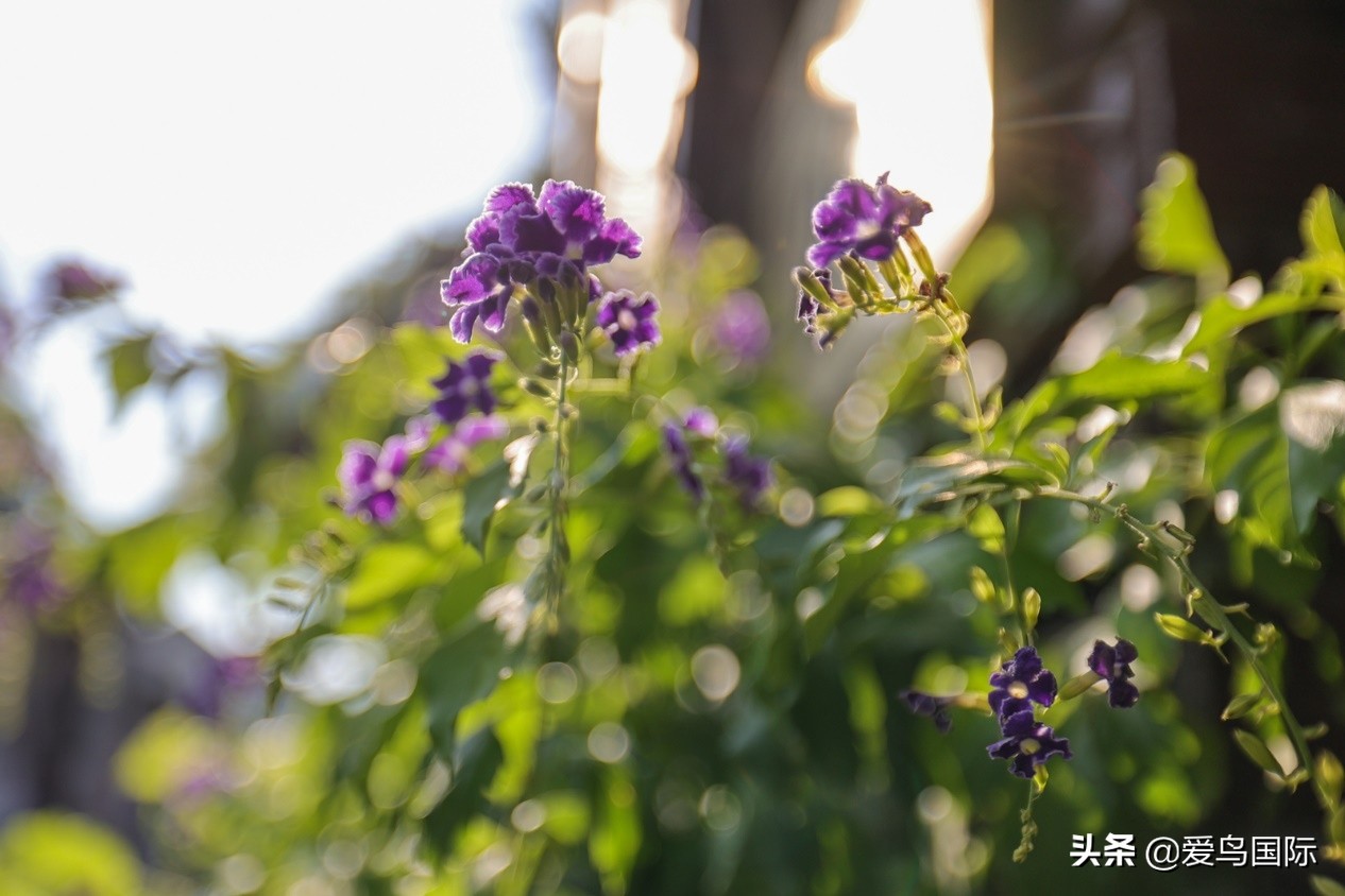 佳能eosr6详细参数曝光诚意满满,佳能发布新eosr6全画幅相机