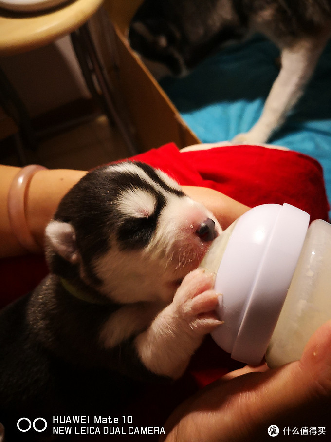 一次创世纪的生活体验—记哈士奇当妈妈