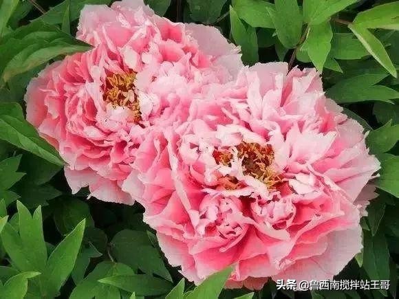 牡丹十大品种九大花系,牡丹进口品种图片及名称