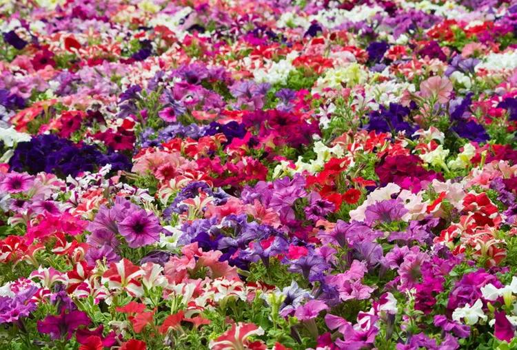 美景欣赏完整版,美景欣赏花朵